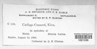 Ustilago crameri image